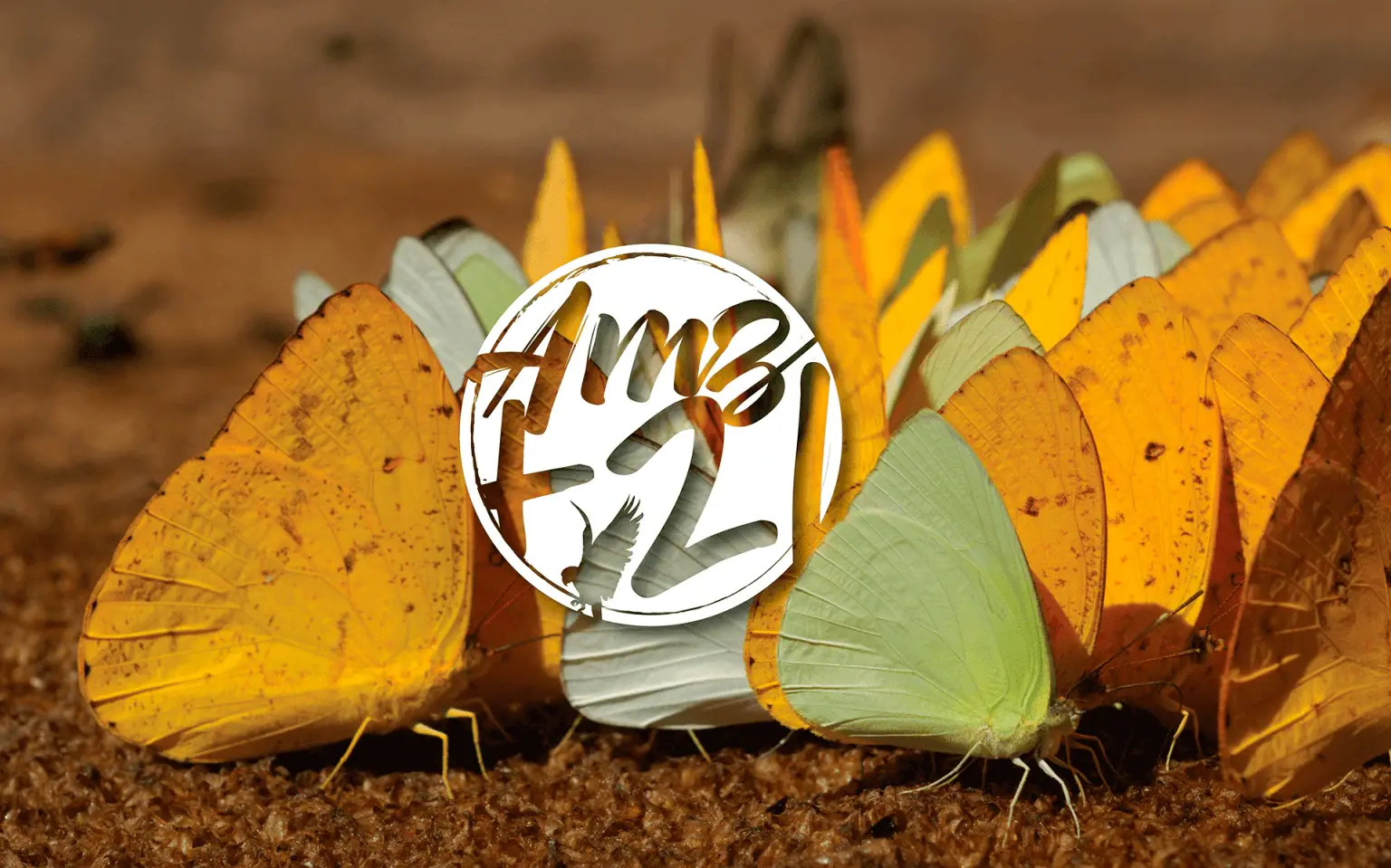 Projeto de Branding e Comunicação para Sustentabilidade: Amazônia+21