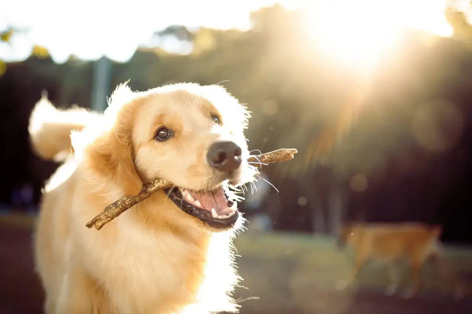 Cachorro com graveto